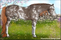 Horse Color:Liver Chestnut Sabino