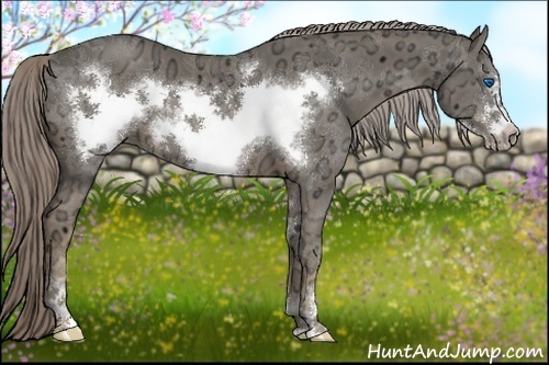 Horse Color:Chocolate Palomino Ice Sabino Frame 