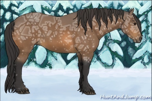 Horse Color:Buckskin Ice 