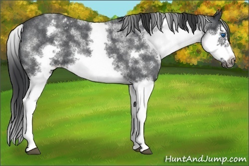 Horse Color:White Spotted Blue Roan Splash Frame Appaloosa