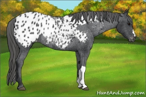 Horse Color:Black Appaloosa Rabicano 