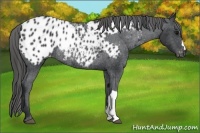 Horse Color:Black Appaloosa Rabicano 