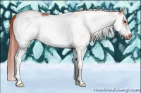 Horse Color:White Spotted Chestnut Splash Frame