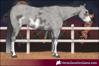 Horse Color:Grullo Sabino Splash Frame 