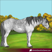 Horse Color:White Spotted Blue Roan Rabicano  and White Spotted Blue Roan Frame Rabicano 