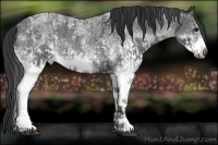 Horse Color:White Spotted Blue Roan Rabicano and White Spotted Blue Roan Frame Rabicano