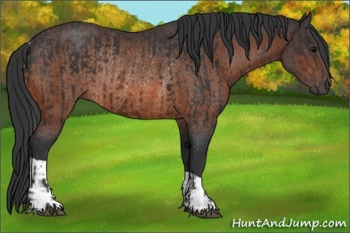 Horse Color:Brown Rabicano  and Bay Rabicano 