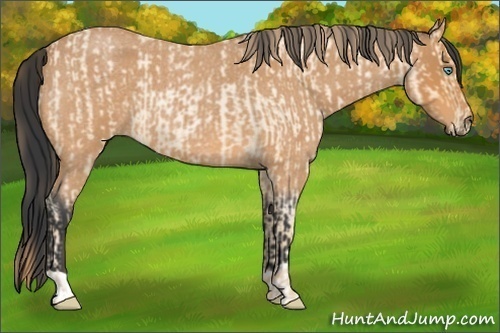 Horse Color:Buckskin Roan Pearl  and Bay Roan 