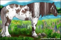 Horse Color:White Spotted Chocolate Black