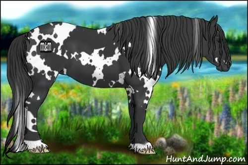Horse Color:White Spotted Black 