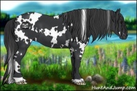 Horse Color:White Spotted Black 