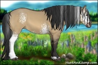 Horse Color:White Spotted Bay Dun 