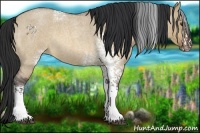 Horse Color:White Spotted Bay Roan Dun 