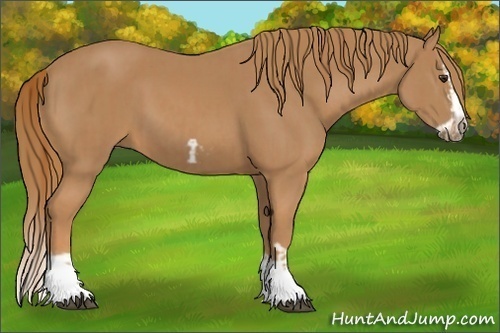 Horse Color:Chestnut Splash Frame  and Chestnut Splash Frame 