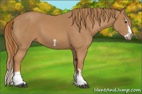 Horse Color:Chestnut Splash Frame  and Chestnut Splash Frame 