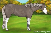 Horse Color:Silver Black Splash