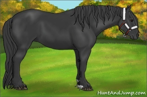 Horse Color:Black 