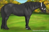 Horse Color:Black 