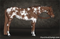 Horse Color:White Spotted Chestnut 