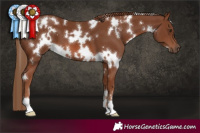 Horse Color:White Spotted Chestnut 