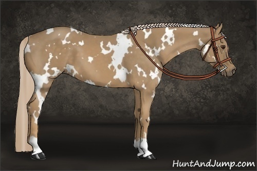 Horse Color:White Spotted Palomino 