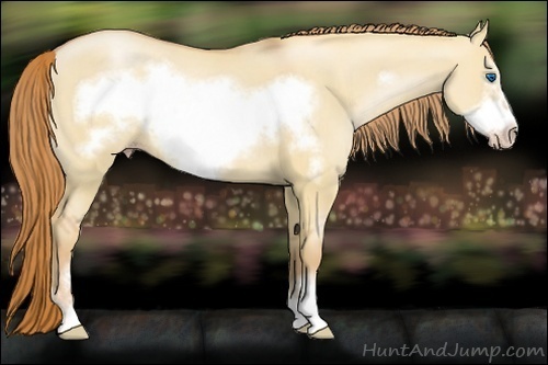 Horse Color:Gold Champagne Dun Sabino Frame 
