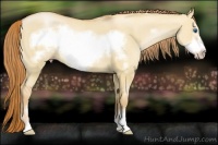 Horse Color:Gold Champagne Dun Sabino Frame 