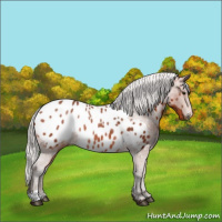 Horse Color:Silver Brown Appaloosa Rabicano 