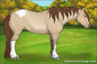 Horse Color:Amber Champagne Dun Appaloosa Rabicano 