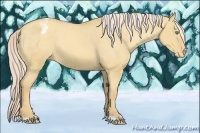 Horse Color:Gold Cream Champagne Dun Varnish