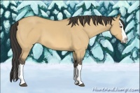 Horse Color:Buckskin Dun Splash 