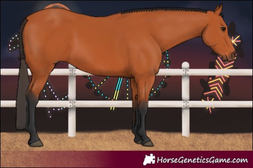 Horse Color:Bay 