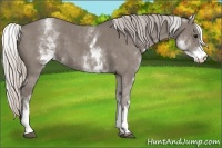 Horse Color:White Spotted Silver Grullo