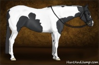 Horse Color:Black Tobiano 