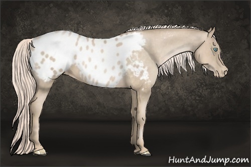 Horse Color:Chocolate Palomino Pearl Appaloosa 