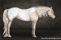 Horse Color:Chocolate Palomino Pearl Appaloosa 