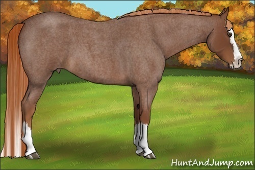 Horse Color:Red Roan Splash