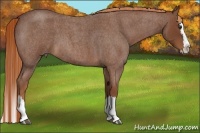 Horse Color:Red Roan Splash