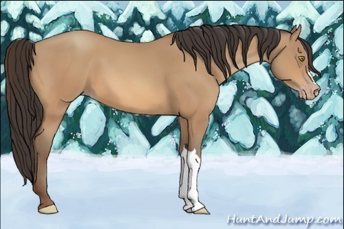 Horse Color:Amber Champagne 