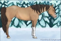 Horse Color:Amber Champagne 
