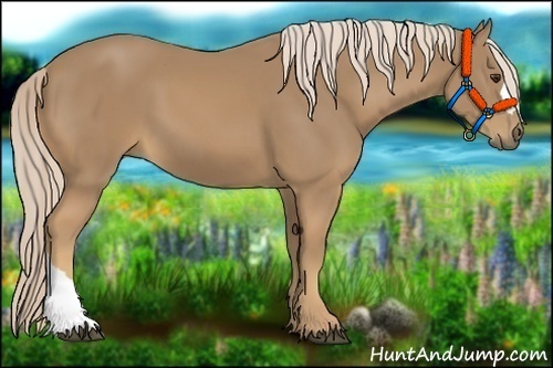 Horse Color:Palomino 