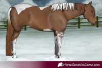 Horse Color:Chestnut Tobiano