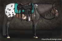 Horse Color:Brown Appaloosa 