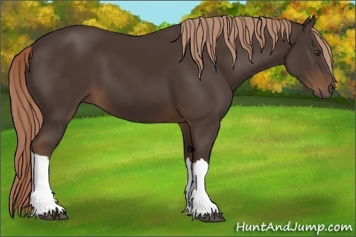 Horse Color:Liver Chestnut 