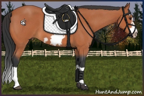 Horse Color:Bay Roan Splash Frame