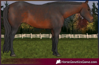 Horse Color:Brown 