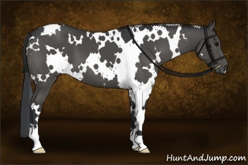 Horse Color:White Spotted Black 