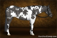 Horse Color:White Spotted Black