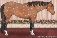 Horse Color:Bay Appaloosa 