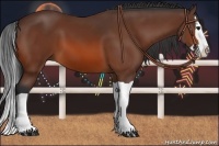 Horse Color:Bay Splash